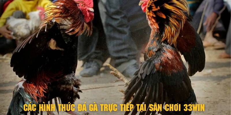 Khám phá các hình thức đá gà trực tiếp tại sân chơi 33Win